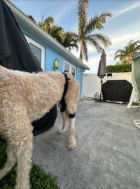 Dog Leg Braces For Hip Dysplasia review 1