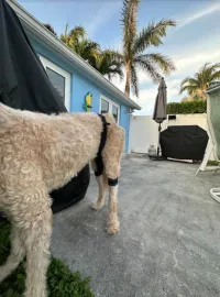 Dog Leg Braces For Hip Dysplasia review 1