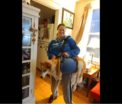 Dog Lift and Mobility Support Harness review 