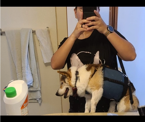 Dog Lift and Mobility Support Harness review P