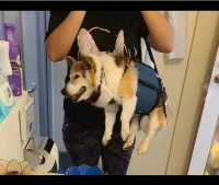Dog Lift and Mobility Support Harness review 1