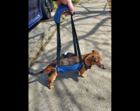 Dog Lift and Mobility Support Harness review 0
