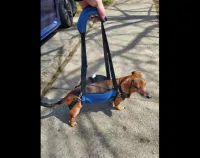 Dog Lift and Mobility Support Harness review 0