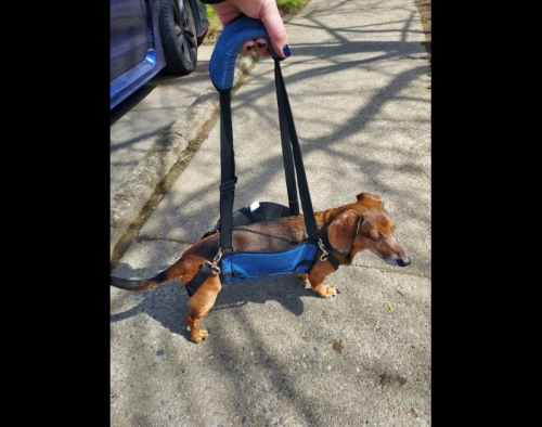 Dog Lift and Mobility Support Harness review 