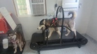 Dog Treadmill with Pedometer review tmak