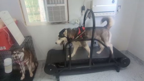 Dog Treadmill with Pedometer review 