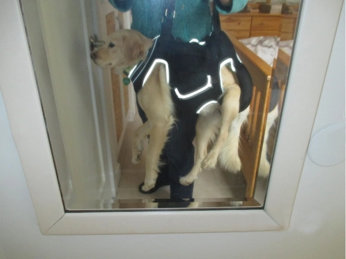 Dog Full Body Lifting Harness with Reflective Straps review Queena