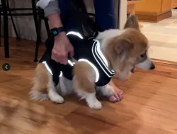 Dog Full Body Lifting Harness with Reflective Straps review Natividad