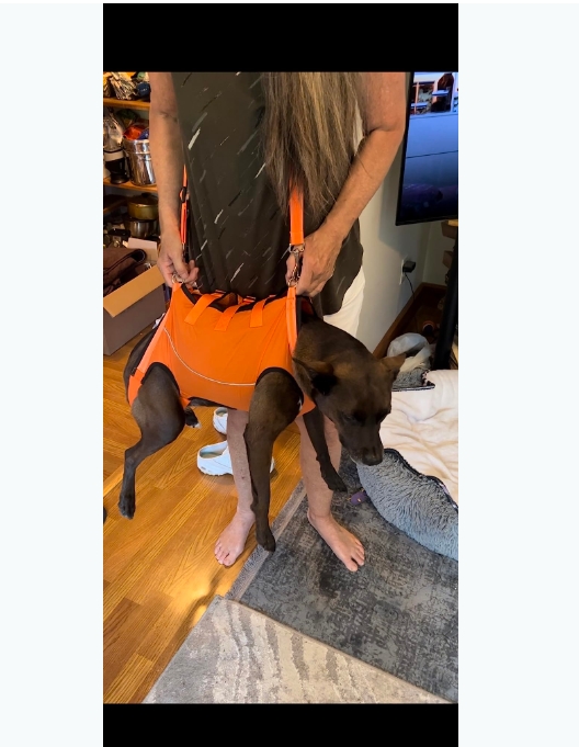 Full Body Dog Lift Harness review Jonas