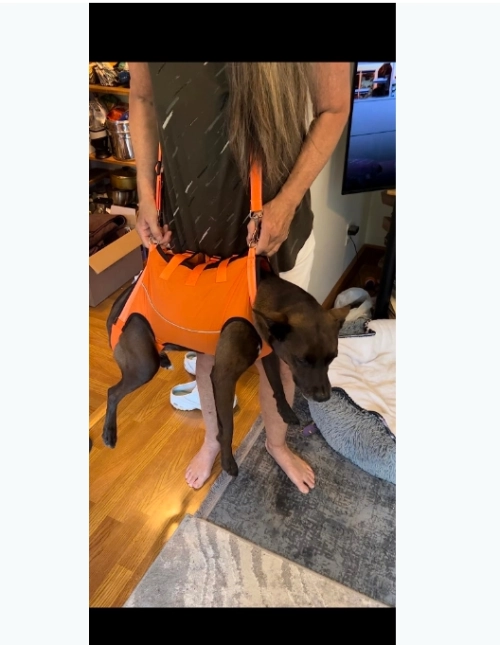 Full Body Dog Lift Harness review 