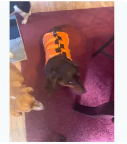 Full Body Dog Lift Harness review Crystal 