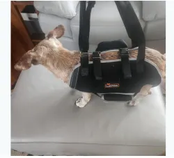 Dog Full Body Lifting Harness with Reflective Straps review Kelly 01