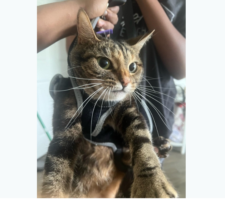 Dog Full Body Lifting Harness with Reflective Straps review Amelia