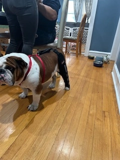 Lispoo Dog Leg Braces For Torn Acl review 