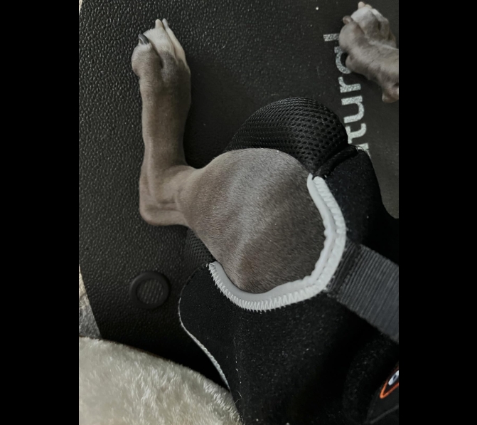 Dog Full Body Lifting Harness with Reflective Straps review Darcy 03