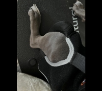 Dog Full Body Lifting Harness with Reflective Straps review 2