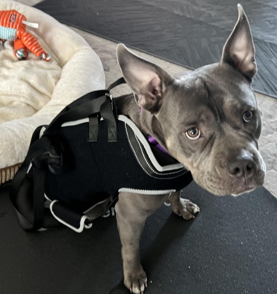 Dog Full Body Lifting Harness with Reflective Straps review Darcy 01