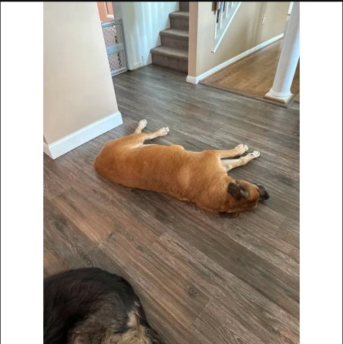 Dog Lift and Mobility Support Harness review 