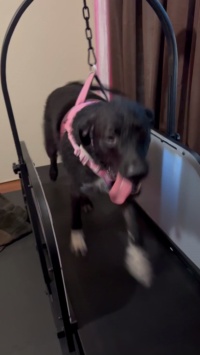Dog Treadmill with Pedometer review Fay