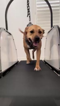 Dog Treadmill with Pedometer review Eve 01