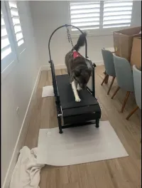 Dog Treadmill with Pedometer review 2