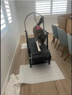 Dog Treadmill with Pedometer review Eve 03