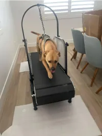 Dog Treadmill with Pedometer review 1