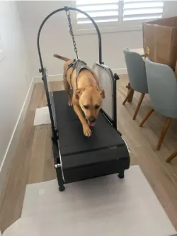 Dog Treadmill with Pedometer review Eve 02