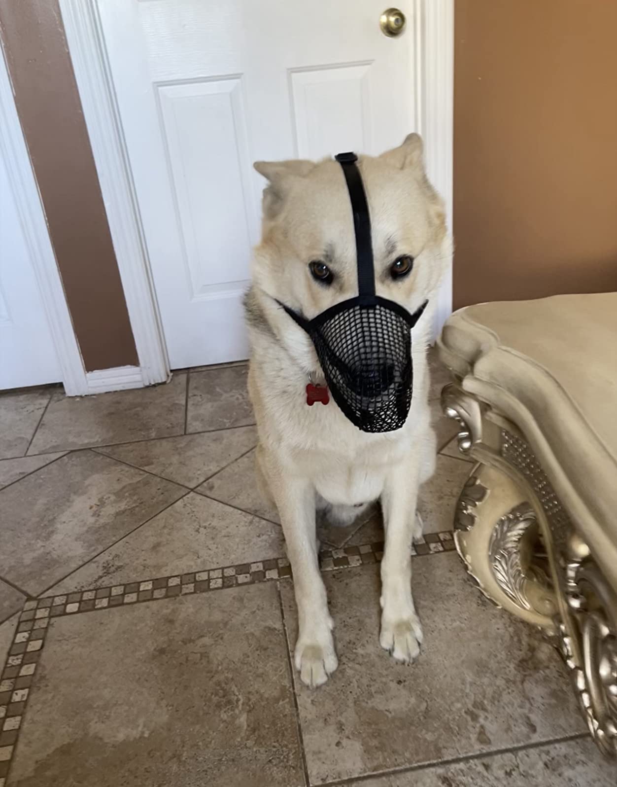 Mesh Dog Mouth Cover with Adjustable Strap review Beedoll 01