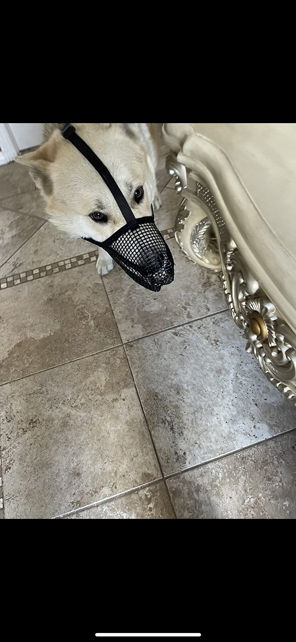 Mesh Dog Mouth Cover with Adjustable Strap review Beedoll 03