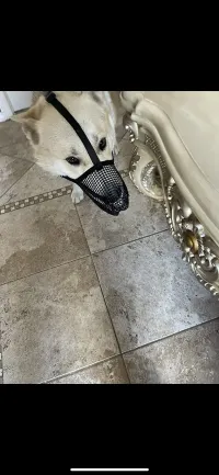 Mesh Dog Mouth Cover with Adjustable Strap review 2