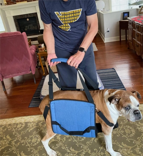 Dog Lift and Mobility Support Harness review 