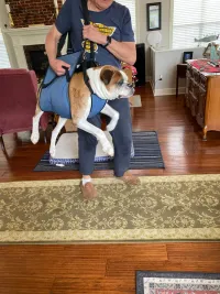 Dog Lift and Mobility Support Harness review 1