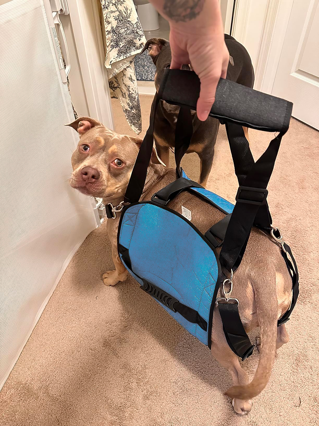 Dog Lift and Mobility Support Harness review 0
