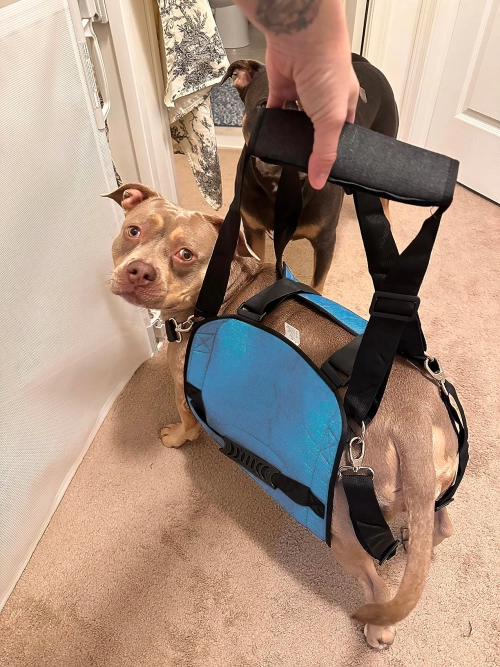 Dog Lift and Mobility Support Harness review 
