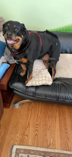 LISPOO Dog Hip Brace for Hip Dysplasia review Thalia 01