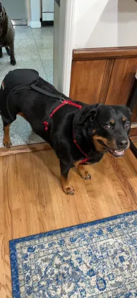LISPOO Dog Hip Brace for Hip Dysplasia review 1