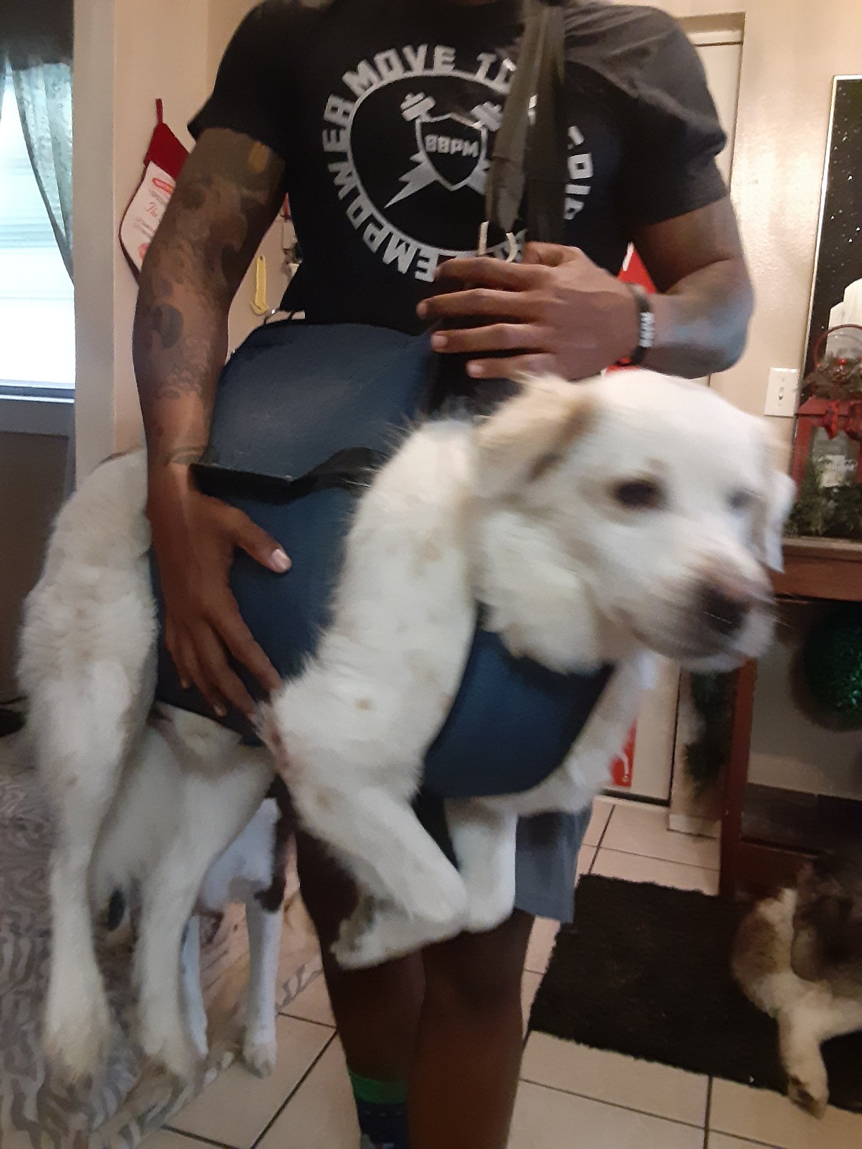 Dog Lift and Mobility Support Harness review mary