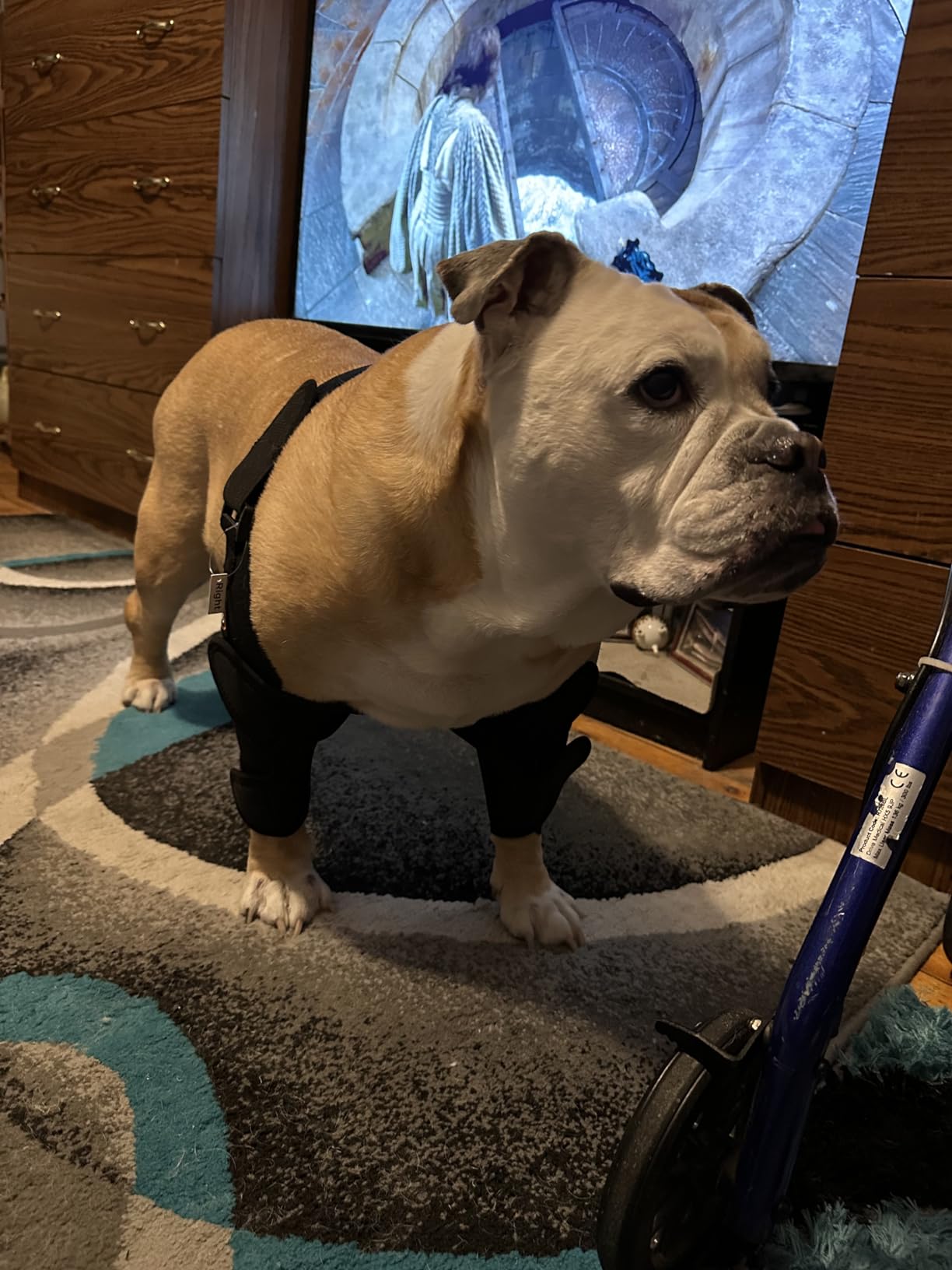 LISPOO Dog Elbow Braces For Offers Elbow Support And Protection review Amazon Customer 02