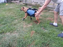 Dog Lift and Mobility Support Harness review Victoria SLM