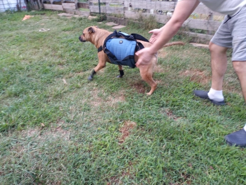 Dog Lift and Mobility Support Harness review 