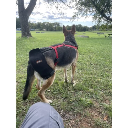LISPOO Dog Hip Brace for Hip Dysplasia review 