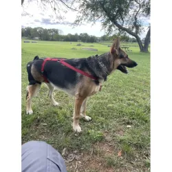 LISPOO Dog Hip Brace for Hip Dysplasia review ArbindPant 02