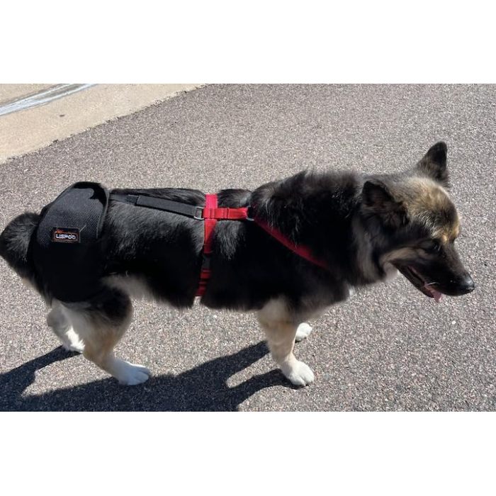 LISPOO Dog Hip Brace for Hip Dysplasia review Bridgit D.