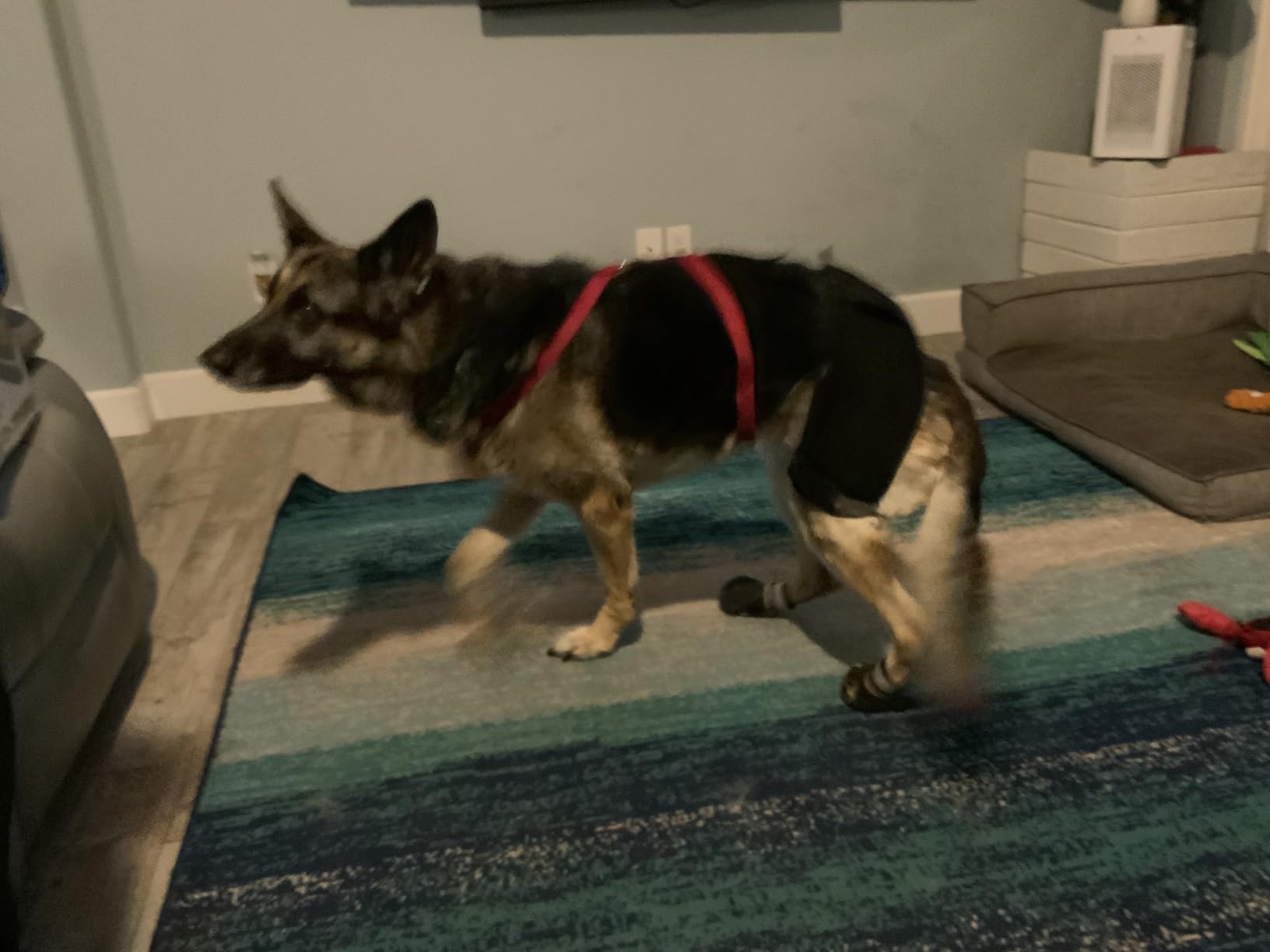 LISPOO Dog Hip Brace for Hip Dysplasia review PaddleTwo