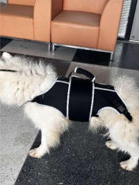 Full Body Lift Harness for Dogs review 0