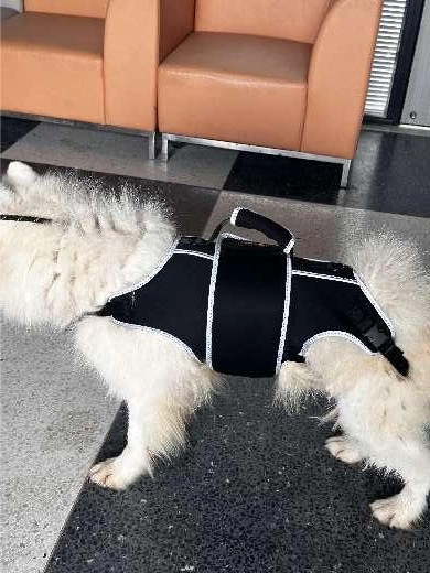 Full Body Lift Harness for Dogs review 