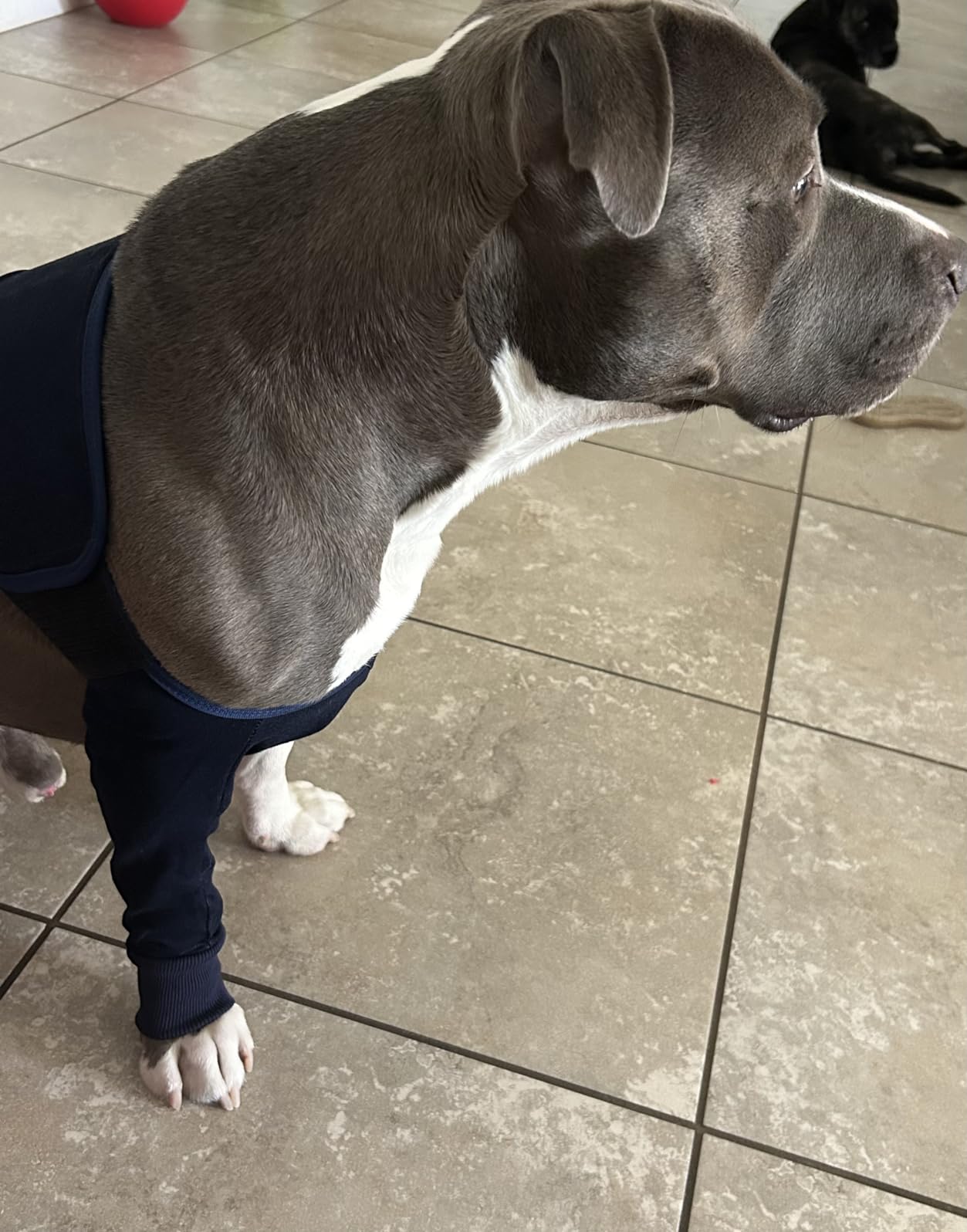 Dog Leg Sleeves For Prevent Licking review Kelly S. 01