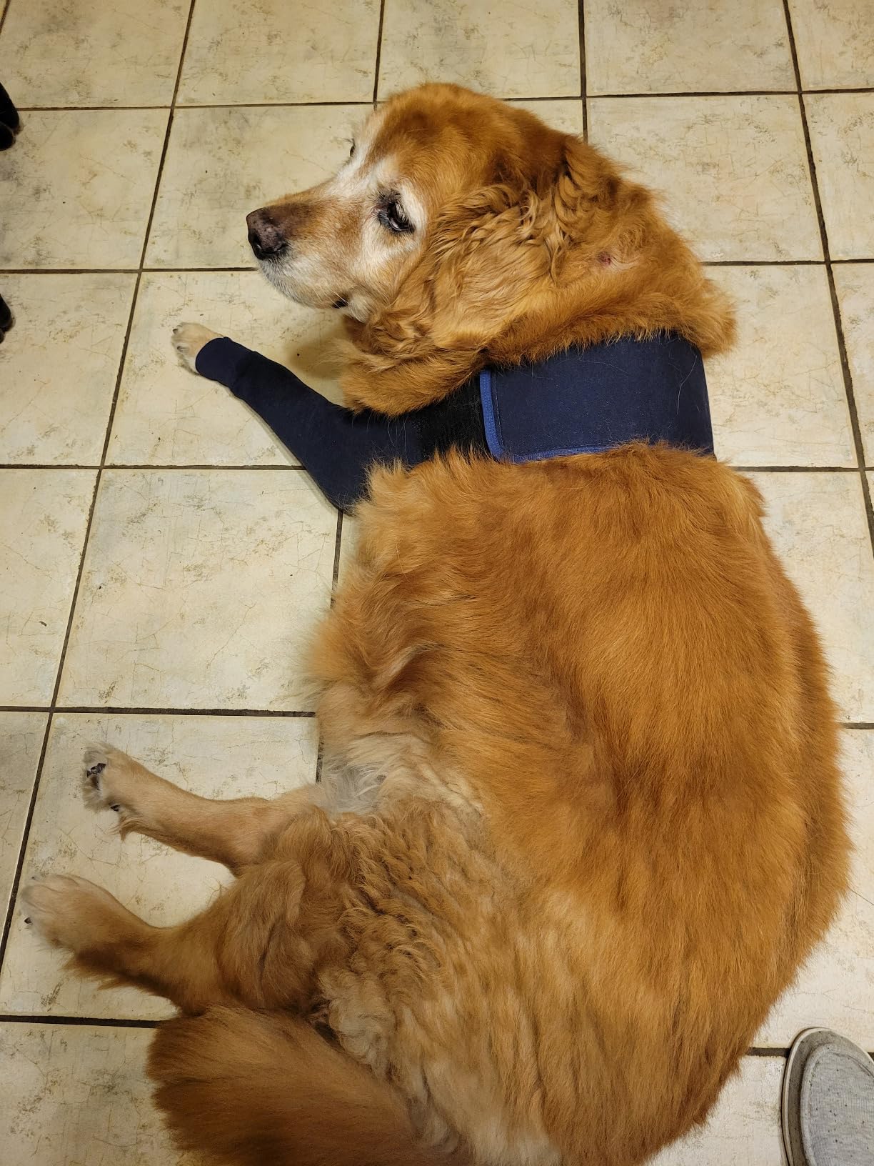 Dog Leg Sleeves For Prevent Licking review P.J. 02