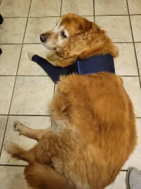 Dog Leg Sleeves For Prevent Licking review 1